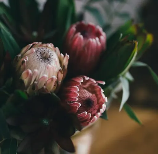 Aurelia Antica Daire